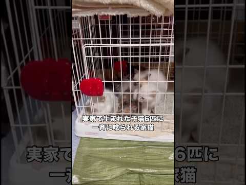 家猫と実家に帰省したら実家で産まれたばかりの子猫6匹に盛大に唸られました 子猫 家猫 猫 shorts サムネイル