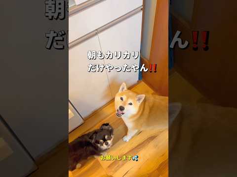 交渉😂柴犬 チワワ shorts サムネイル