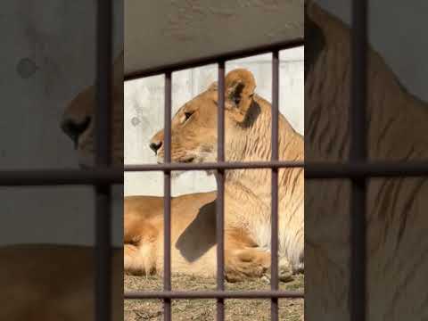 shorts 寝ているのはアース父さん😅　ライオンファミリー　のんほいパークにて　2026年2月13日 サムネイル