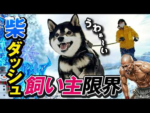 40歳過ぎて柴犬とダッシュするのはマジキツい サムネイル
