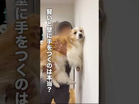 賢い犬は壁につく直前で手をつくらしいけど....？【ゴールデンレトリバー・ボーダーコリー】shorts サムネイル