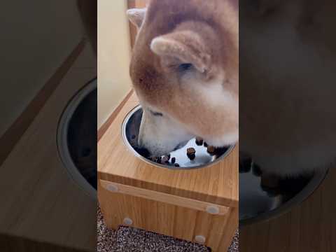 柴犬福 柴モッパン🤣Shiba-ASMR🤣shorts asmr 柴犬 japanesedog shibainu 시바… サムネイル