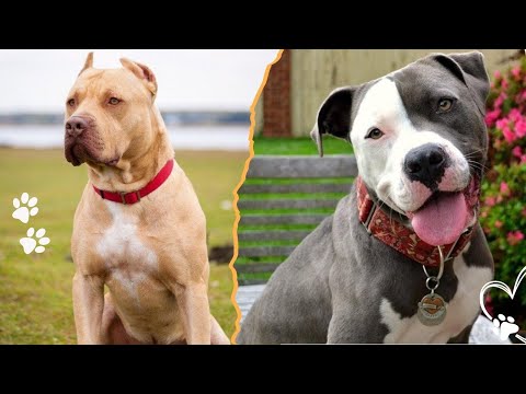 Top 4 Reasons Pit Bulls Have Such a Bad Reputation サムネイル