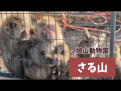 【旭山動物園】さる山🐵[Asahiyama Zoo] Asahiyama Zoo Monkey Mountain