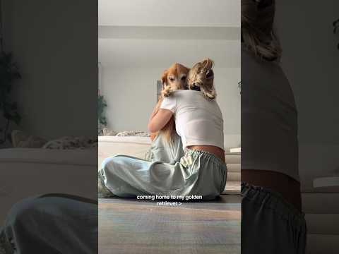 coming home to my golden retriever🥵 goldenretreiver dog ind… サムネイル
