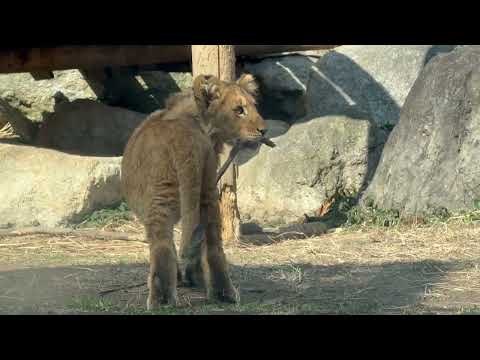 アルくん父の元に戻る☺️ ライオンファミリー　のんほいパークにて　2026年2月13日 サムネイル