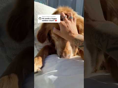 Dog-tor coby to rescue🛟goldenpup puppy goldenpupppy dogbree… サムネイル