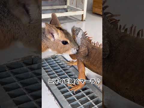 グリーンイグアナの意外な友達！？shorts イグアナ 友達