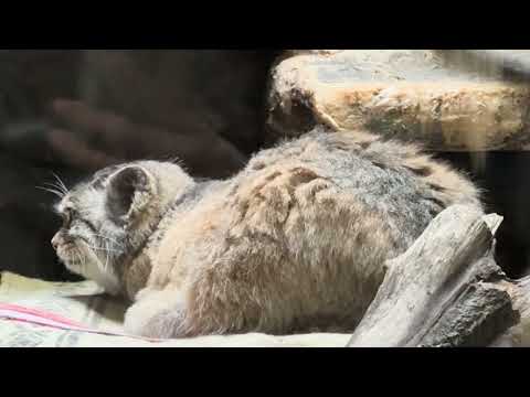 プリームラちゃん このまま寝ちゃうカナ〜☺️ 　マヌルネコ　上野動物園にて　2026年2月6日 サムネイル