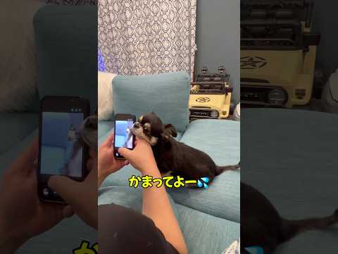 【番外編】諦めない🐶‼️チワワ dog shorts サムネイル