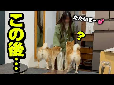 娘が帰宅直後、柴犬姉妹にショックな出来事が…そして急展開へ サムネイル