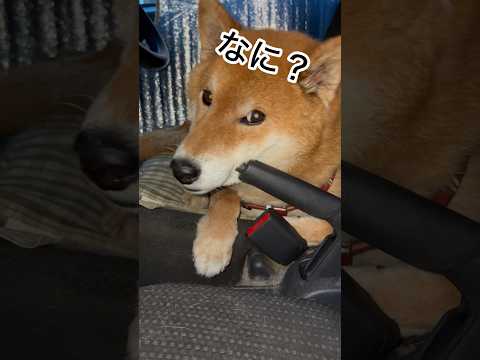 ’26.5.13 力丸とサイドブレーキ… 柴犬 shibainu 柴犬のいる暮らし 柴犬の日常 車中泊犬 カメラ目線… サムネイル