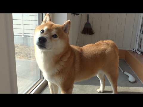 パパ不在で元気づけたら、まさかの展開に サムネイル