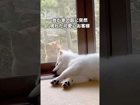 日本スピッツが畳の上で寝ていたらどこからともなく可愛いお客様が出現 日本スピッツ スピッツ 野良猫 保護猫 サムネイル