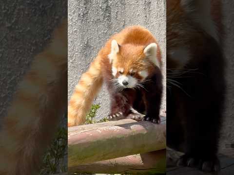 shorts オヤツの時間が待ち遠しい円実ちゃん🤭　レッサーパンダ　大森山動物園にて　2026年4月29日