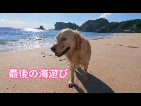 海暮らし最後の海遊び。ゴールデンレトリバーティト サムネイル