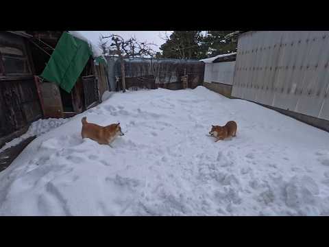 雪上ダンスホール💃🕺 サムネイル