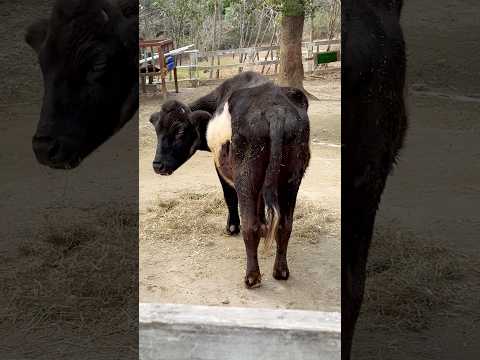 shorts アオイちゃん　クチノシマウシ　埼玉県こども動物自然公園にて　2026年3月6日 サムネイル
