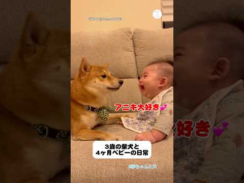 赤ちゃんと柴犬、ずっと仲良しな日常　　柴犬　犬　赤ちゃん 癒し　かわいい犬 サムネイル