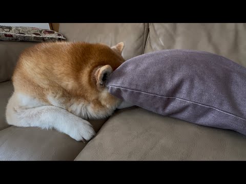 柴犬福 クッション使いこなす柴犬🤣Shiba-Sleep🤣 サムネイル