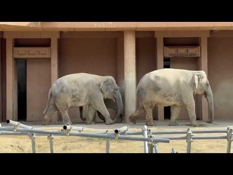 今朝のアヌラさんファミリー　アジアゾウ　東山動植物園にて　2026年3月13日 サムネイル