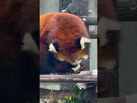 shorts メイタちゃん タケノコ 一切れ残しでご馳走様〜☺️  レッサーパンダ　千葉市動物公園にて　2026年4月… サムネイル