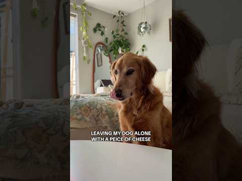 Dog-tor coby to rescue🛟goldenpup puppy goldenpupppy dogbree… サムネイル