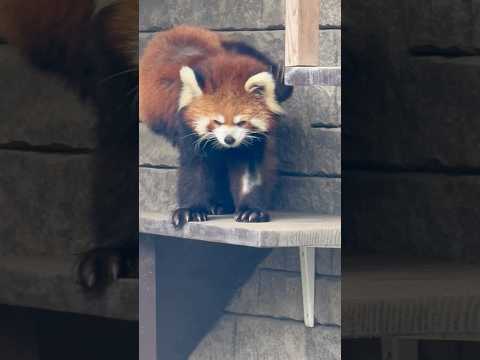 shorts お散歩ニーコちゃん　レッサーパンダ　浜松市動物園にて　2026年4月5日 サムネイル