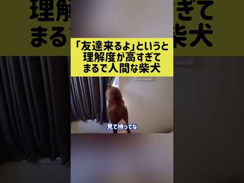 「友達来るよ」というと理解度が高すぎてまるで人間な柴犬 shibainu 柴犬 shorts サムネイル