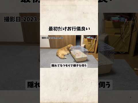最初だけお行儀の良いモンちゃんgoldenretriever ゴールデンレトリバー