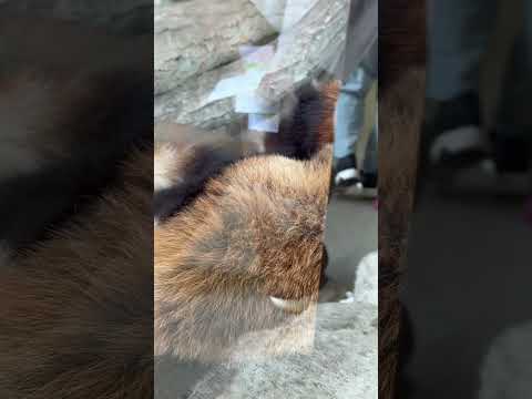 shorts ダイズちゃん ジジくん　レッサーパンダ　那須どうぶつ王国にて　2026年3月29日 サムネイル