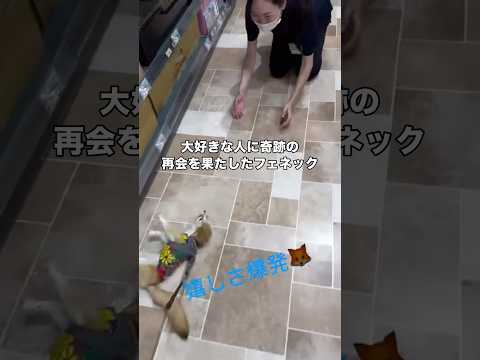 フェネックの恋人がたまたま仕事をしていて奇跡の再会を果たしました フェネック キツネ アニマル shorts サムネイル