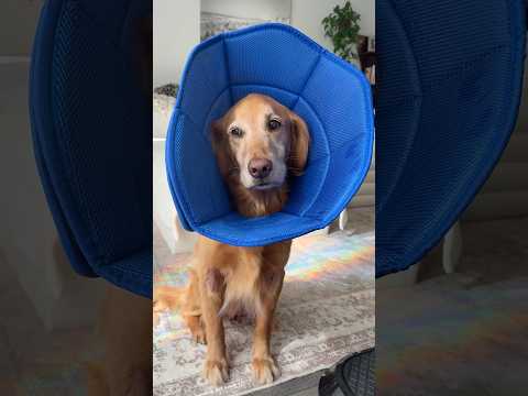 conversations with my golden retriever🥺goldenretreivers dog…