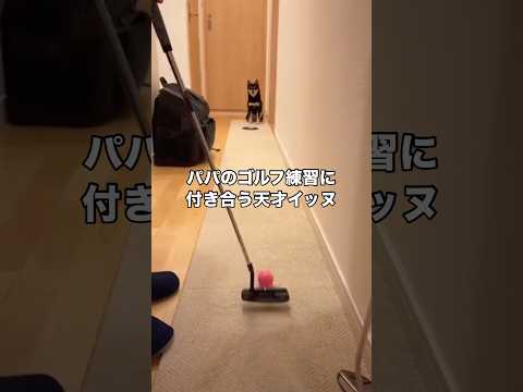 パパのパター練習に付き合う黒柴が賢すぎる 黒柴 柴犬 ゴルフ パター サムネイル