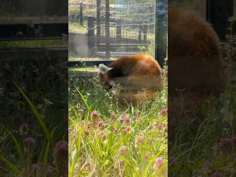 shorts 円実ちゃん 札幌の父さんみたいにサラダバー中〜　レッサーパンダ　大森山動物園にて　2026年4月29日 サムネイル