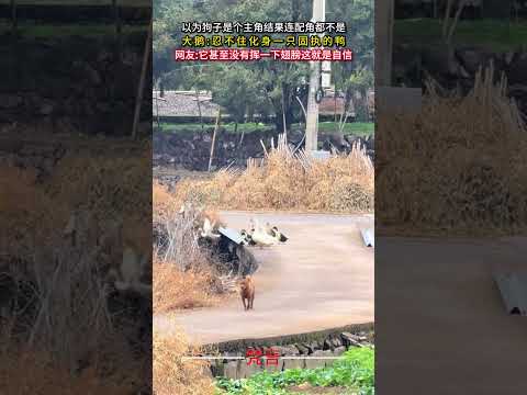 以為狗子是主角結果連配角都不是 動物 意外 有趣 萬萬沒想到 animals amazing funny shorts サムネイル