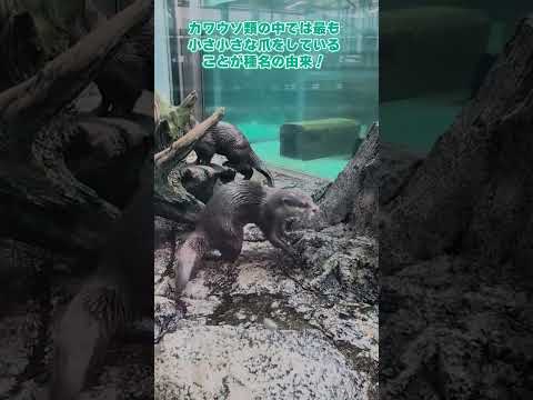 【鳥羽水族館】鳥羽水族館のコツメカワウソ✨　shorts サムネイル