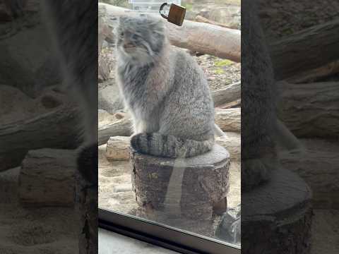 shorts ガラス前の切り株にアブちゃん☺️  マヌルネコ　那須どうぶつ王国にて　2026年2月27日