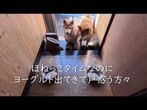 おやつタイムにヨーグルトを出すとこうなります サムネイル