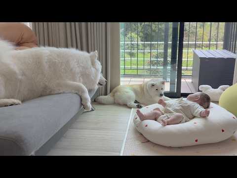 率先して子育てに参加する優しすぎるお姉ちゃん柴犬とサモエドに、ご褒美タケノコステーキをプレゼント。 サムネイル