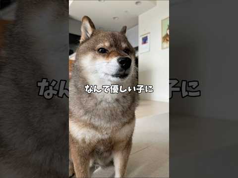 優しい気持ちが🐕柴犬に伝わって サムネイル