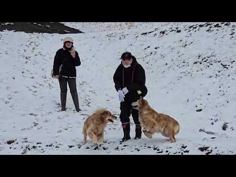 雪の日二日目午後は親子と姪っ子交えてゴールデンレトリバーの運動会。 サムネイル