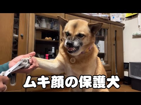 足の毛カットで『ムキ顔になる保護犬』 サムネイル