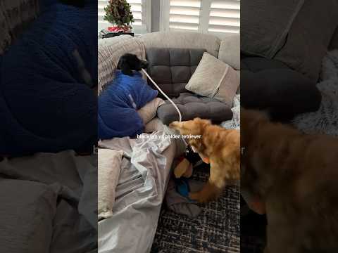 coming home to my golden retriever🥵goldenretreivers dog pup… サムネイル