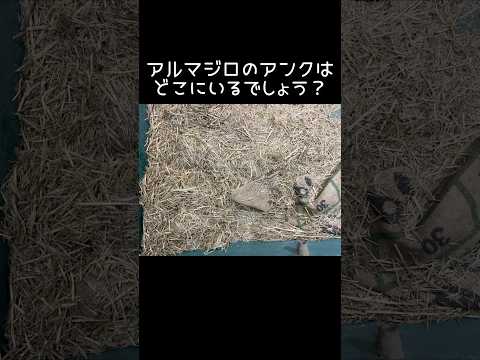 アルマジロのアンクはどこにいるでしょう？東武動物公園 動物 動物園 癒し zoo animals アルマジロ アンク…