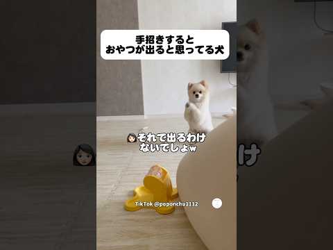 手招きするとおやつが出ると思ってる犬　　　　ポメラニアン　犬　かわいい犬 犬のいる暮らし 面白い犬 サムネイル