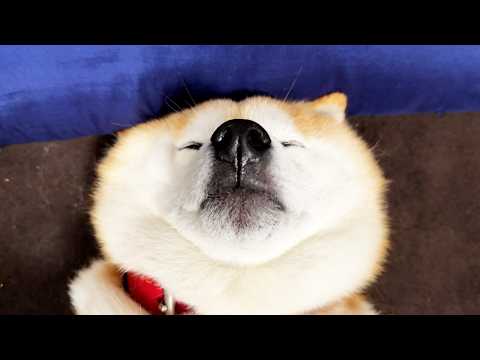 全人類の煩悩を打ち払うため、除夜の鐘として座布団に頭を１０８ぽすぽすされてしまう柴犬 サムネイル