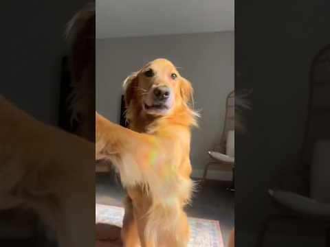 coming home to my golden retriever🥵 goldenretreiver dog ind…