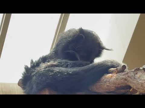 意外とレア？シャロンちゃんの毛繕い　ビントロング　那須どうぶつ王国にて　2026年3月29日 サムネイル