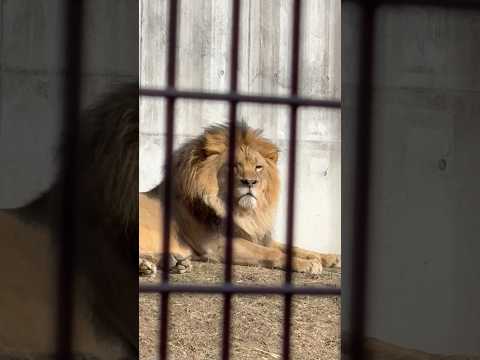 shorts コテンっとアース父さん☺️ ライオンファミリー　のんほいパークにて　2026年2月13日